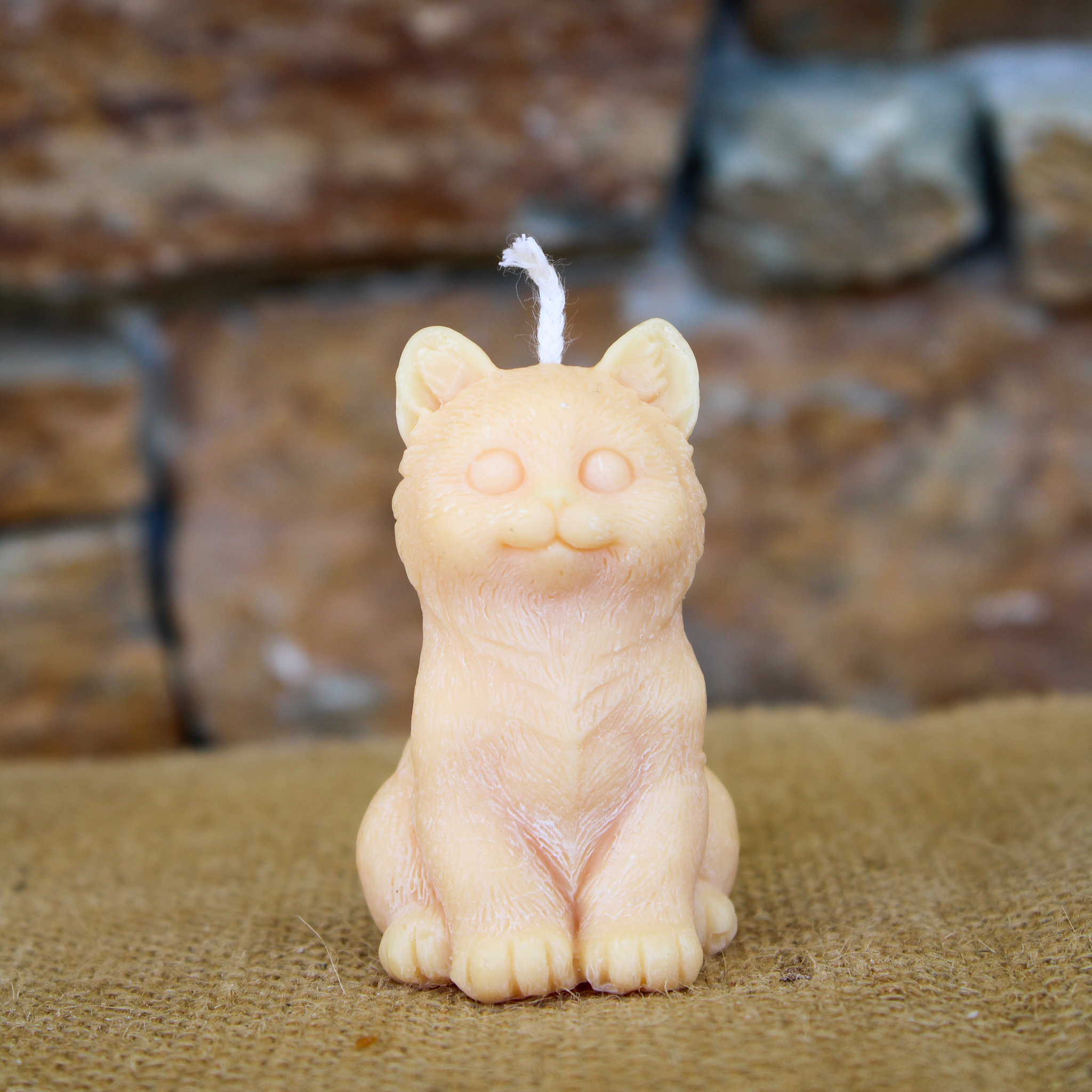 Chat moyen – Image 5