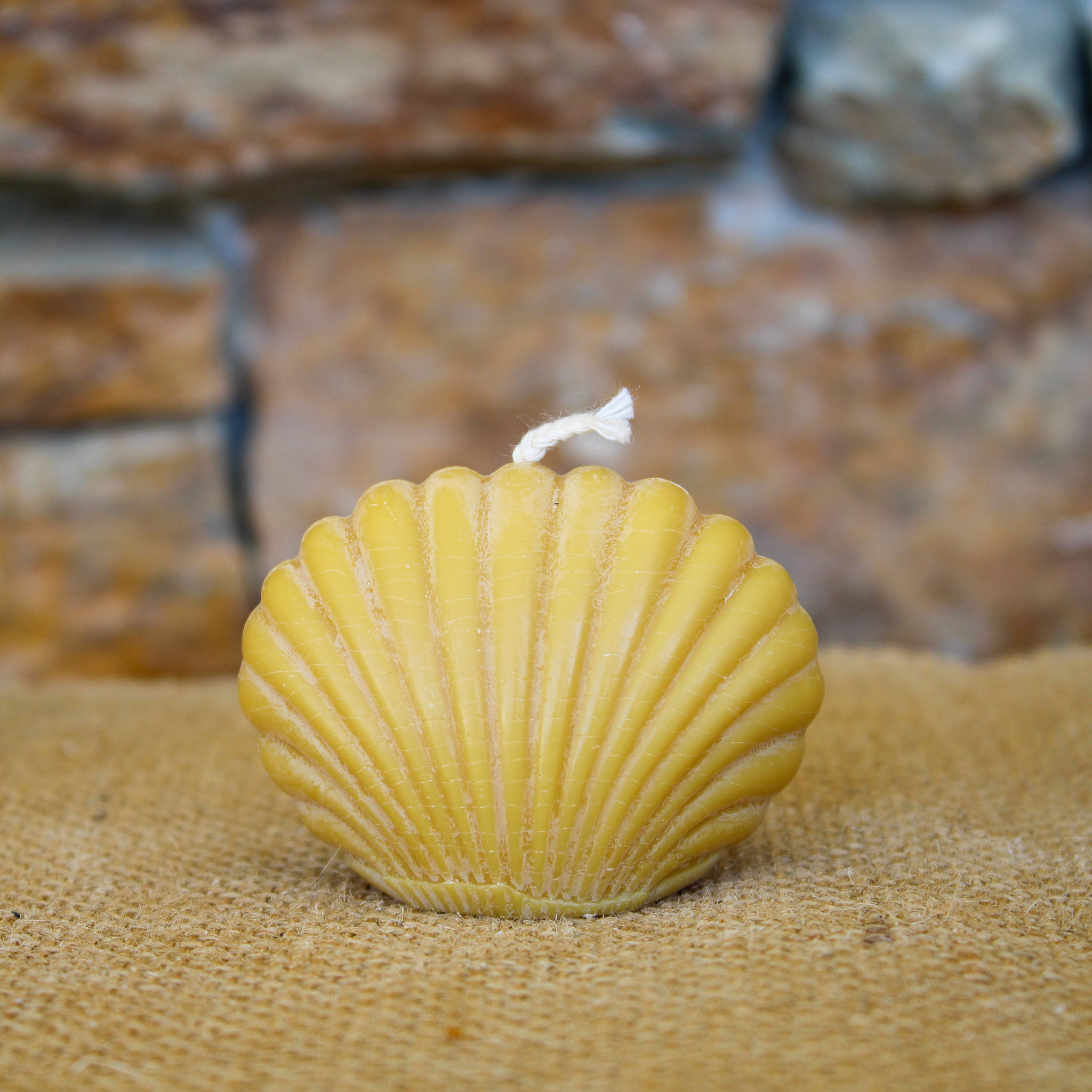 Petit coquillage – Image 4