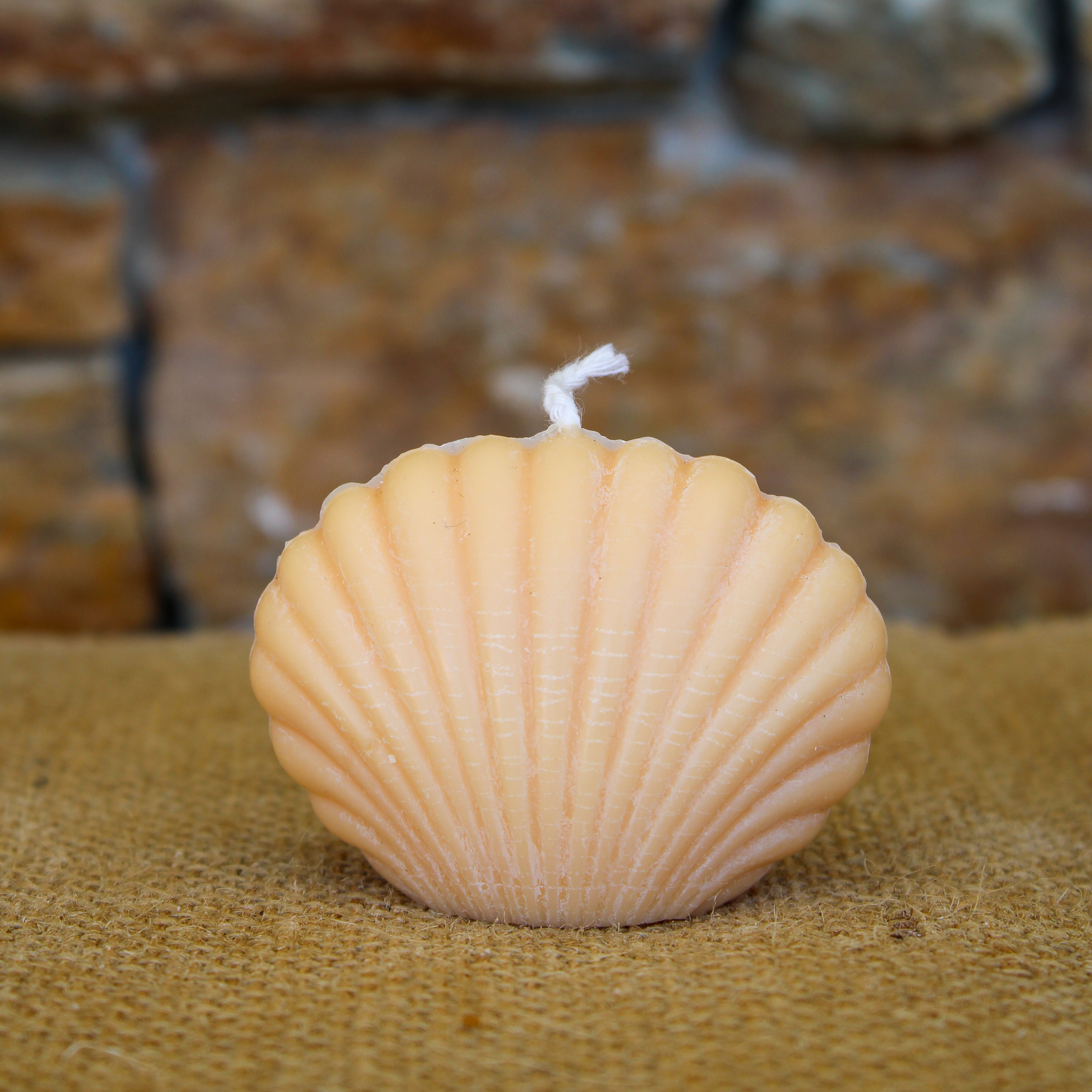 Petit coquillage – Image 5