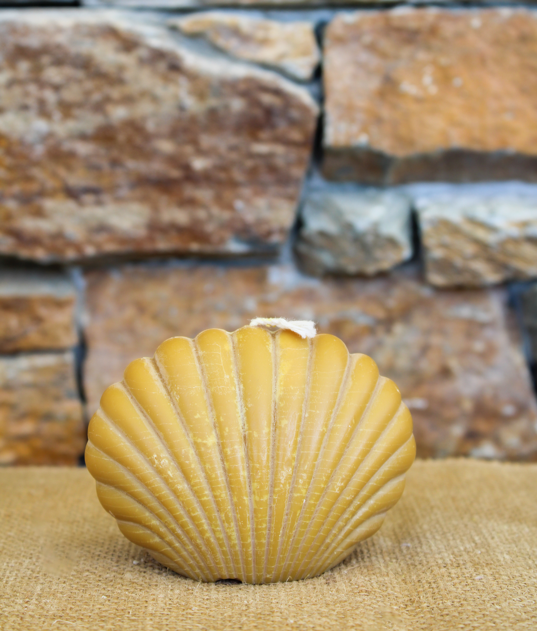 Grand coquillage – Image 4