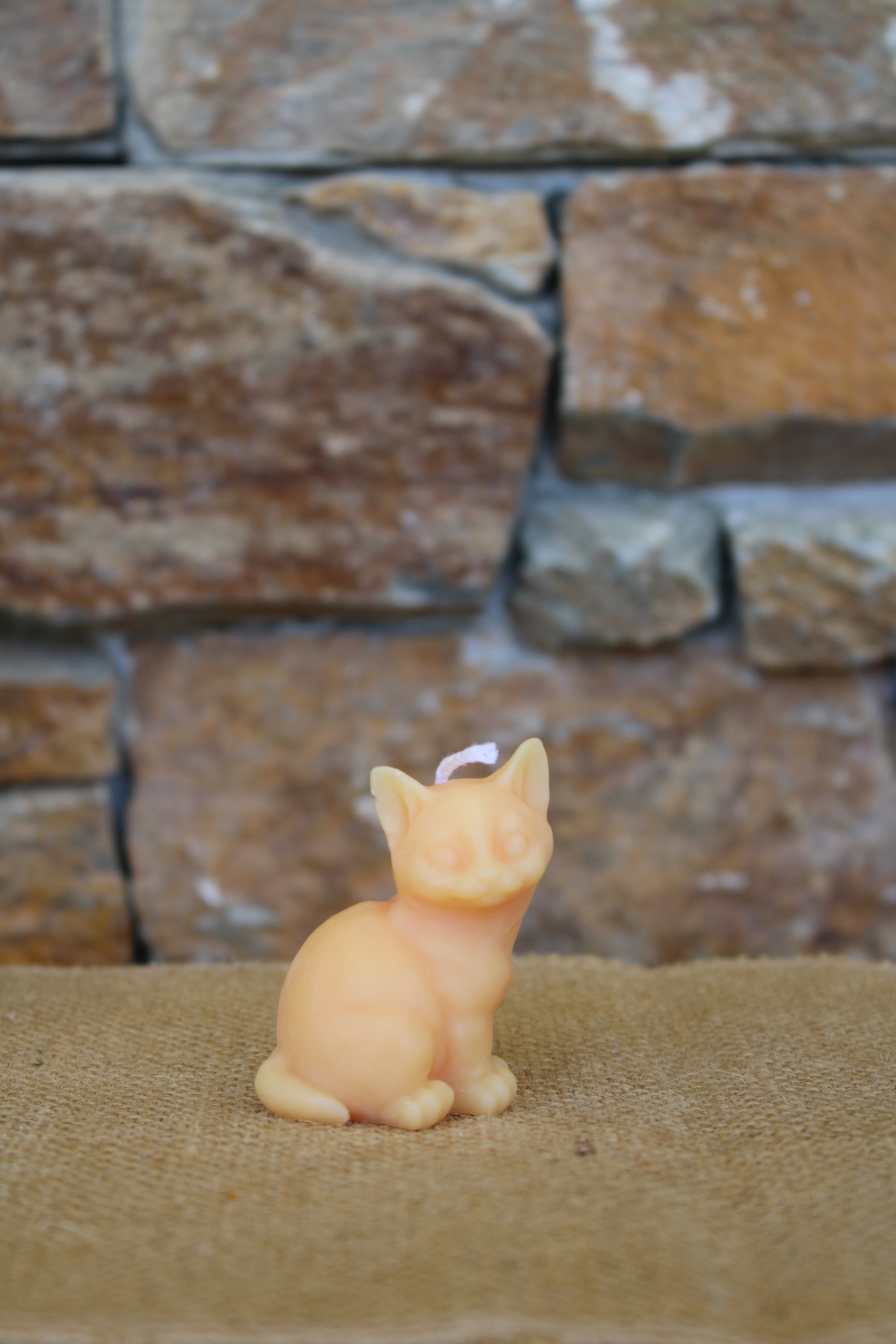 Petit chat – Image 5