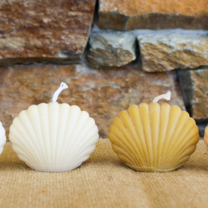 Petit coquillage